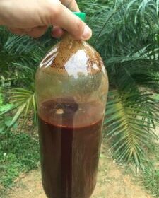 AYAHUASCA TEA FOR SALE - BOTTLED